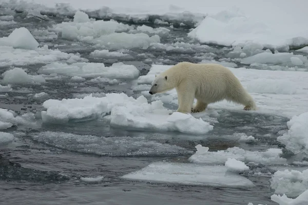 Ours Polaire Marchant Dans Paysage Arctique Reniflant Autour — Photo