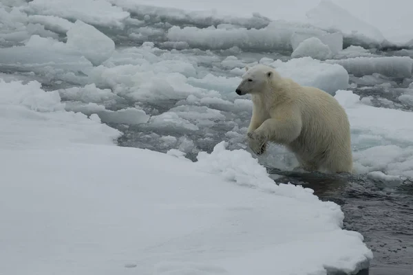 Ours polaire marchant dans l'Arctique. — Photo