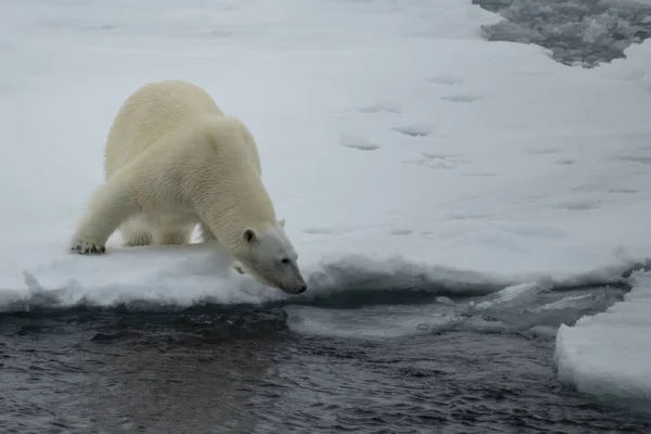 Oso polar caminando en un ártico. — Foto de Stock