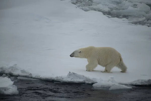 Ours polaire marchant dans l'Arctique. — Photo