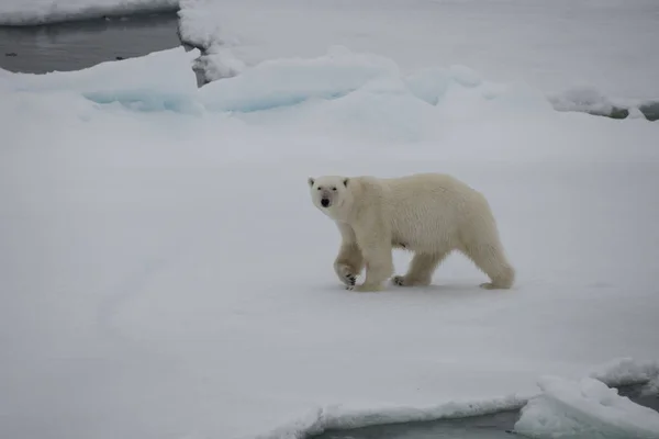 Oso polar caminando en un ártico. — Foto de Stock