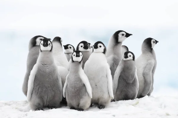 Імператорський пінгвін курчат на льоду — стокове фото