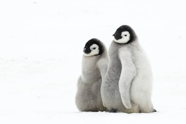 氷の上 2 つの皇帝ペンギンの雛 — ストック写真