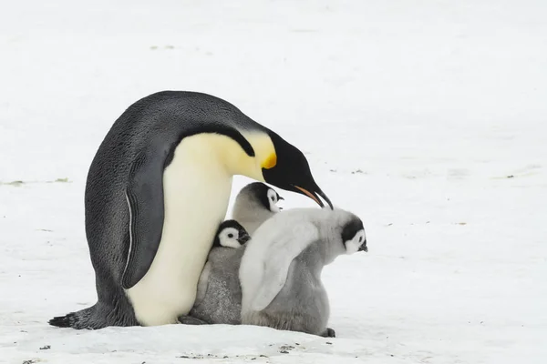 Imperatore Pinguino con pulcini — Foto Stock