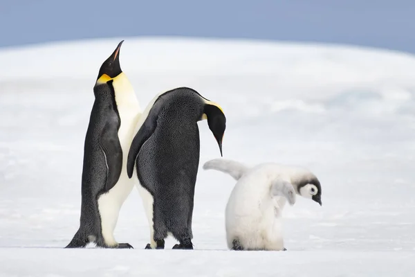 Dos pingüinos emperador con polluelo — Foto de Stock