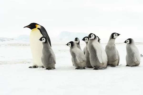 Emperor Penguin with chicks — Stock Photo, Image