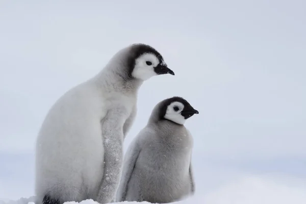 Два Імператорські пінгвіни курчат — стокове фото