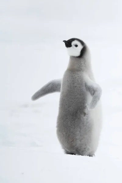 Kejsarpingvinen chick på is — Stockfoto