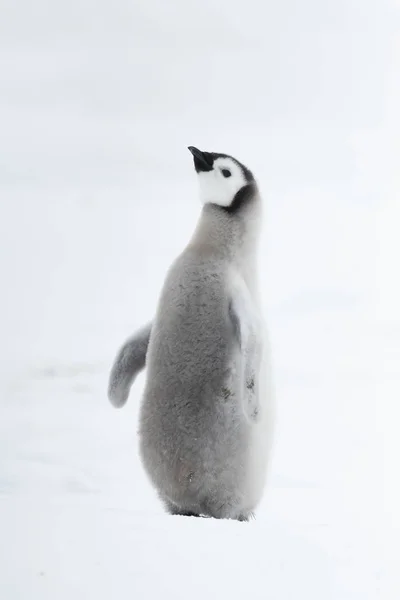 Tučňák Císařský Kočka Snow Hill Antarctica2018 — Stock fotografie