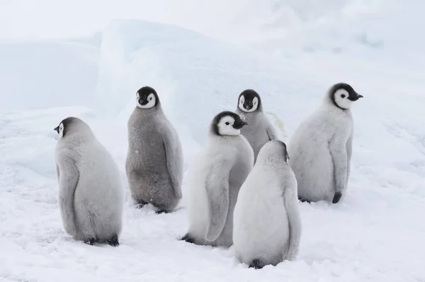 Imperatore pinguini pulcini sul ghiaccio — Foto Stock