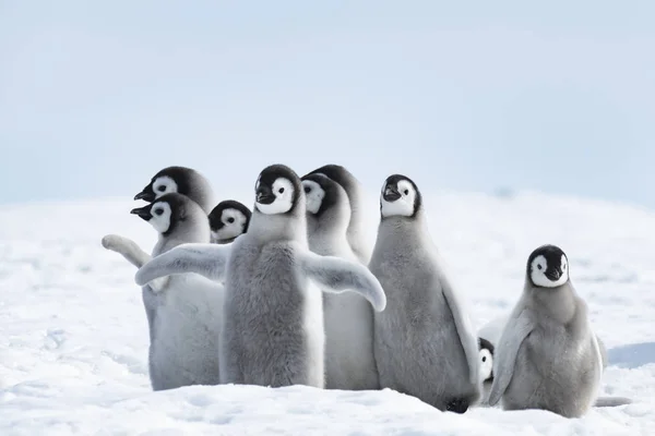 Цыплята-пингвины на льду Стоковое Фото