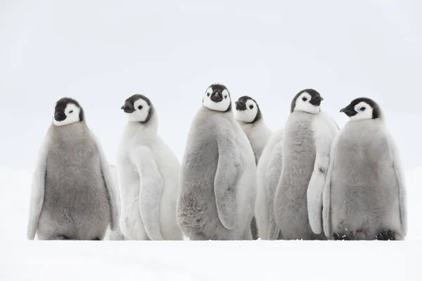 Imperador Pinguins pintos no gelo Fotos De Bancos De Imagens Sem Royalties