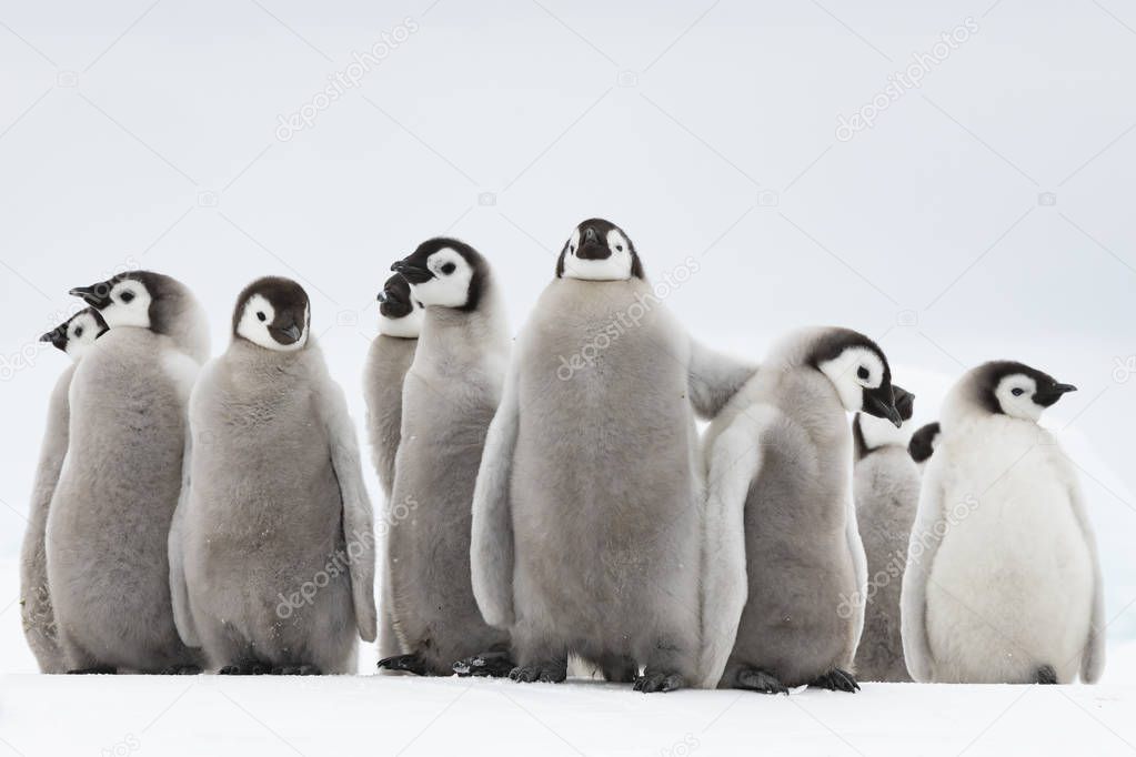 Emperor Penguins chicks on ice