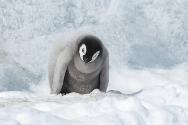 Imperador Pinguim pintainho no gelo — Fotografia de Stock