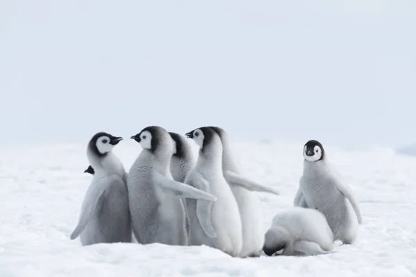 Imperador Pinguim pintos no gelo — Fotografia de Stock