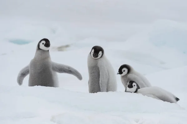 Imperador Pinguins pintos no gelo — Fotografia de Stock