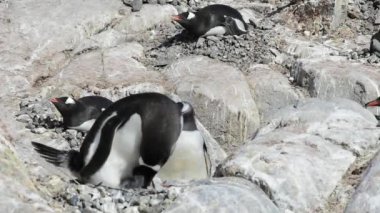 Gentoo penguenleri yuva üzerinde