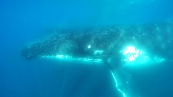 Ballenas jorobadas bajo el agua — Vídeos de Stock