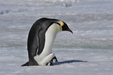 İmparator penguen ile piliç