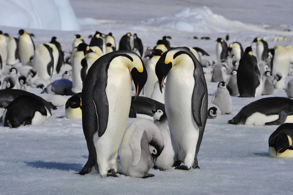 Emperador Pingüinos con polluelos Imagen De Stock