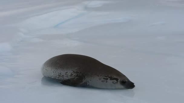 Selo de caranguejo no fluxo de gelo, Antártida — Vídeo de Stock