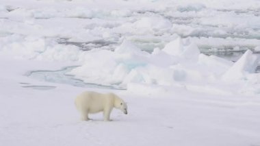 Kutup ayısı buz üzerinde yürüme.