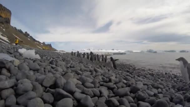 Pingüinos Adelie en la playa — Vídeo de stock