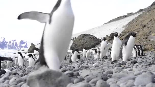 Pingüinos Adelie en la playa — Vídeo de stock