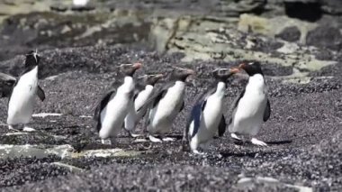 Rockhopper penguenler Falkland Adası
