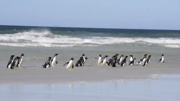 Pingüinos Rockhopper Isla Malvinas — Vídeos de Stock