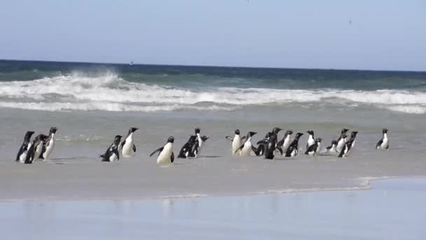 Pinguins Rockhopper Ilha Falkland — Vídeo de Stock