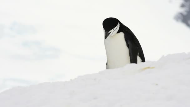 Chinstrap Pingüinos en la nieve — Vídeo de stock