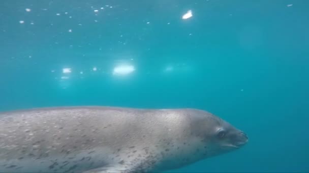 Leopardenrobbe unter Wasser — Stockvideo