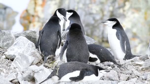 Kinnriemen-Pinguine auf dem Nest — Stockvideo