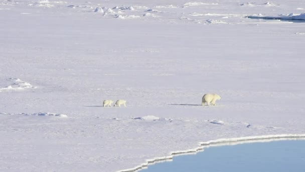 Ours polaire marchant dans l'Arctique. — Video