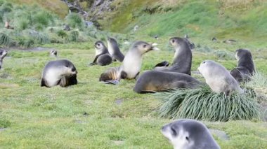 Antarktika kürklü fok yavrusu çimlere yakın.