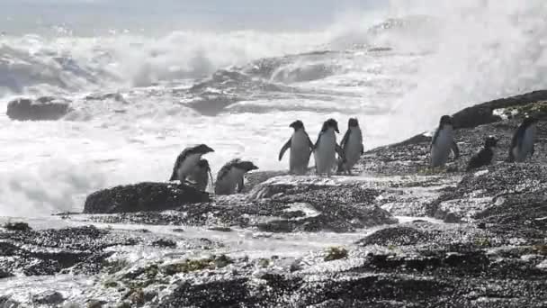 Pingüinos Rockhopper Isla Malvinas — Vídeos de Stock