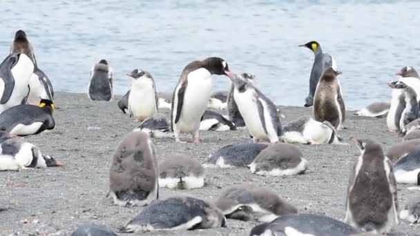 Gentoo Pingüinos en la playa — Vídeos de Stock