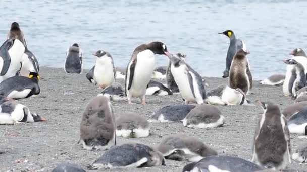 Gentoo Pinguins na praia — Vídeo de Stock