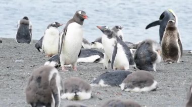 Sahildeki Gentoo Penguenleri
