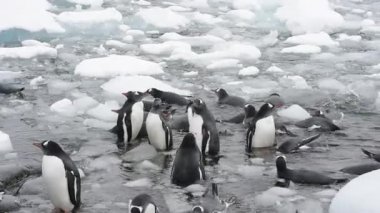 Sahildeki Gentoo Penguenleri