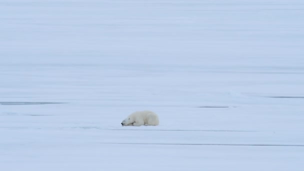 Lední medvěd kráčí v arktické.