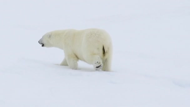 Isbjörn går i en arktisk. — Stockvideo