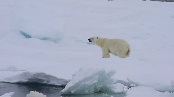 IJsbeer loopt in een poolgebied. — Stockvideo