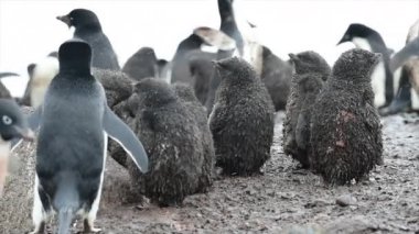 Adelie penguen piliçle