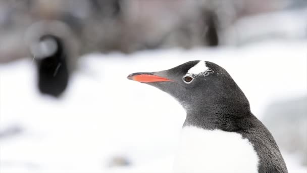 Pingouins Gentoo sur la plage — Video