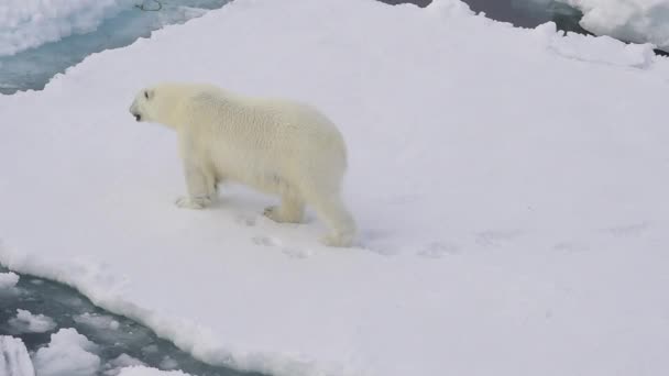 Polar bear walking in an arctic. — Stock Video