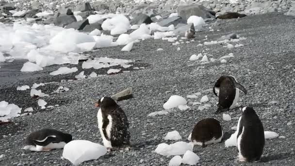Gentoo Penguins di pantai — Stok Video