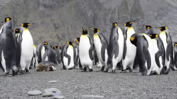 King Penguins colony on the beach — Stock Video