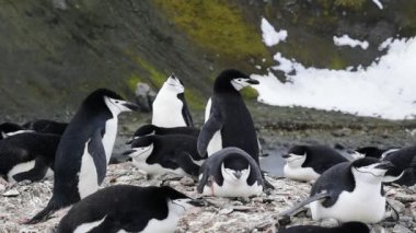 Miğfer penguenleri yuva üzerinde